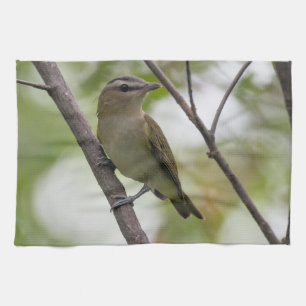 Linge De Cuisine Oiseau vert, Vireo à yeux rouges, Photographie can