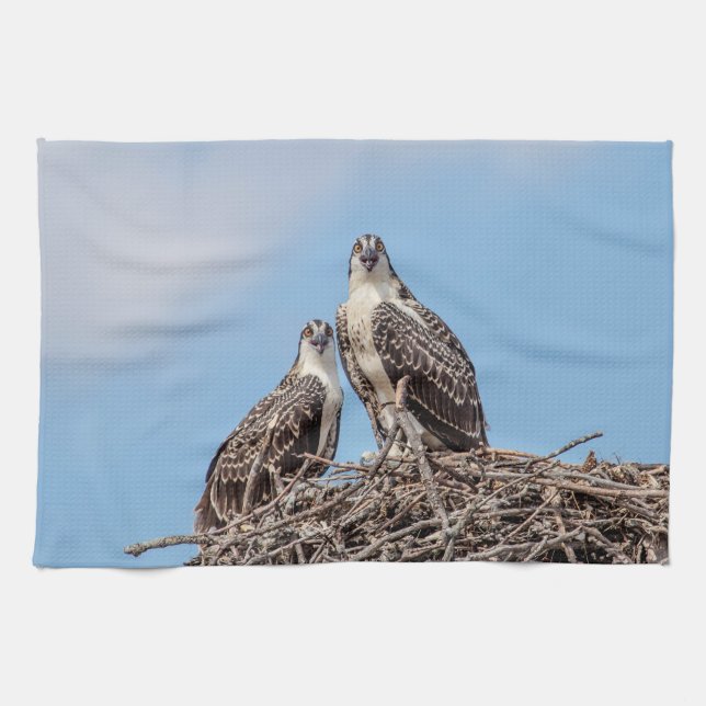 Linge De Cuisine Osprey juvénile dans le nid (Horizontal)