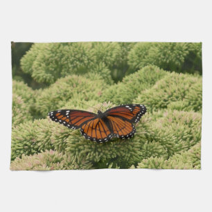 Linge De Cuisine Papillon Limenitis Artémis Photographie De La Bell