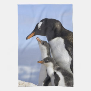 Linge De Cuisine Péninsule Antarctique, Neko Harbour, Gentoo