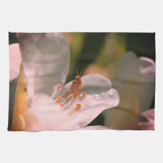 Linge De Cuisine Petit Grasshopper Sur Fleur Azalée Blanche