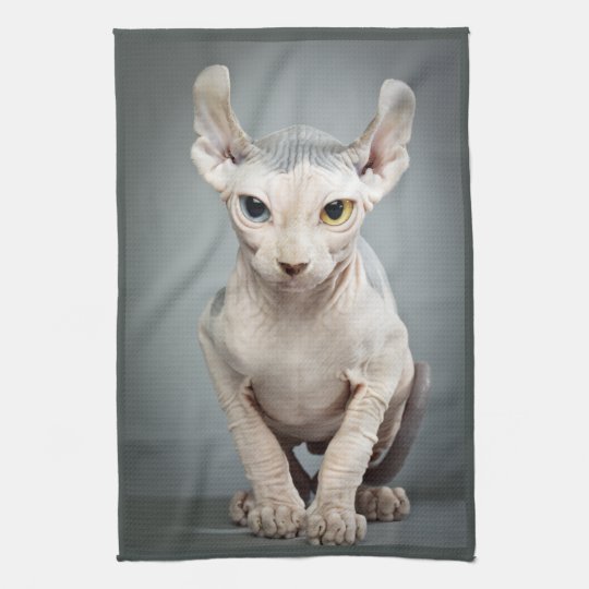 Linge De Cuisine Photographie De Chat De Sphinx D Elf Zazzle Fr