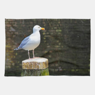 Linge De Cuisine Photographie de Mouette Côtière