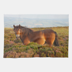 Linge De Cuisine poney d'Exmoor, cheval, Somerset, Angleterre