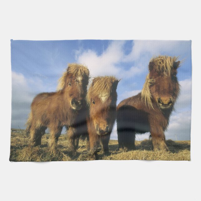 Linge De Cuisine Poney Shetland, Shetland continentale, (Horizontal)