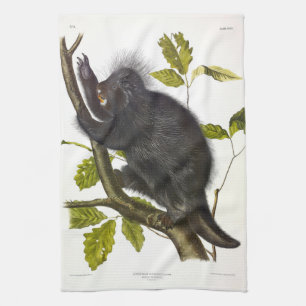 Linge De Cuisine Porcupine nord-américaine ou canadienne par Audubo