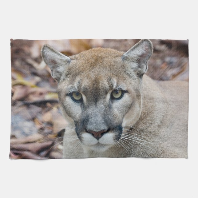 Linge De Cuisine Puma, cougar, panthère de Floride, Puma (Horizontal)