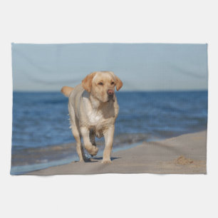 Linge De Cuisine Récupérateur de labrador jaune sur la plage