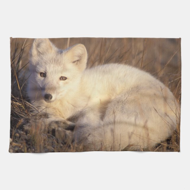 Linge De Cuisine renard arctique, Alopex lagopus (Horizontal)