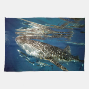 Linge De Cuisine requin baleine Oslob Philippines