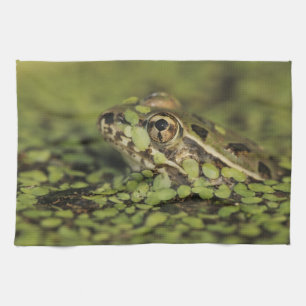 Linge De Cuisine Rio Grande Leopard Frog, Rana berlandieri,