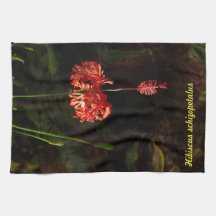 Schizopetalus de ketmie - lanterne japonaise