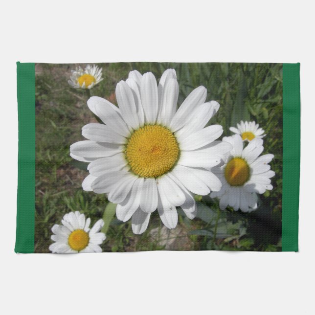 Linge De Cuisine Shasta Daisy (Chrysanthemum maximum) (Horizontal)