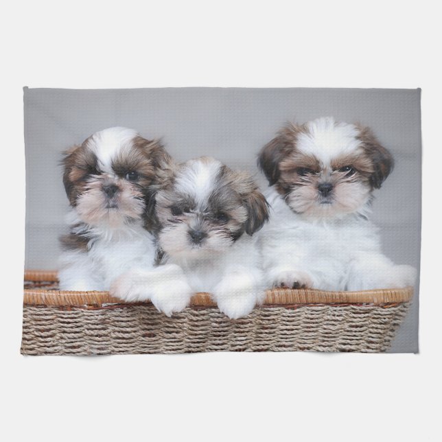 Linge De Cuisine Shih Tzu puppies (Horizontal)