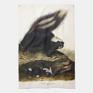 Linge De Cuisine Skunk américaine commune ou Striped Skunk, par Aud
