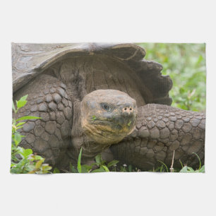 Linge De Cuisine Tortue géante