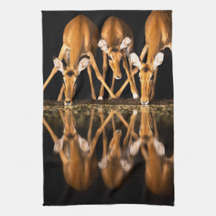 Linge De Cuisine Trois impalas boivent ensemble la nuit