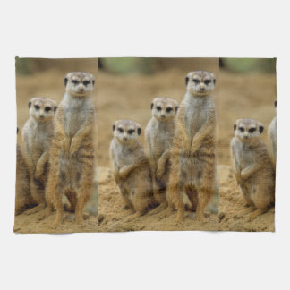 Linge De Cuisine trois mâles de terre (Suricata suricatta)