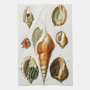Linge De Cuisine Vintages Différents types de mollusques coquillage