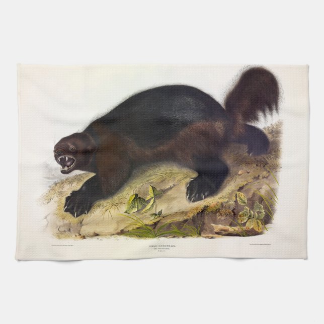 Linge De Cuisine Wolverine ou Wolverene (Gulo gulo) par Audubon (Horizontal)