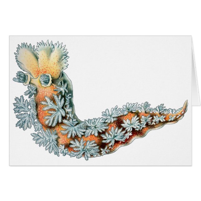 Lingot de mer (Devant horizontal)