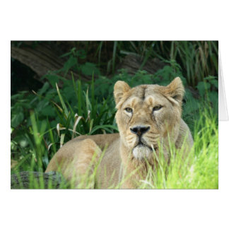 lion
