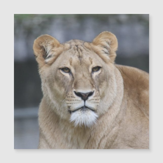Lion 004 (Devant)