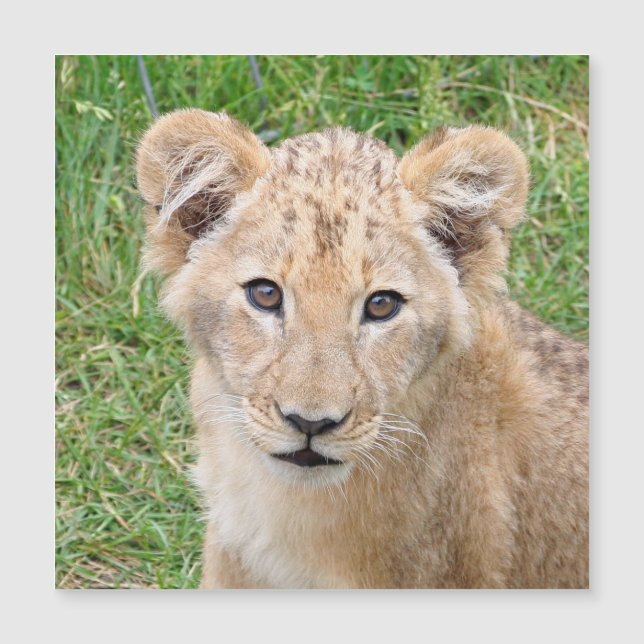 Lion 016 (Devant)