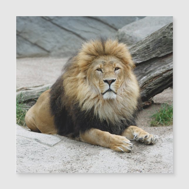 Lion 020 (Devant)