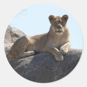 Lion à stickers