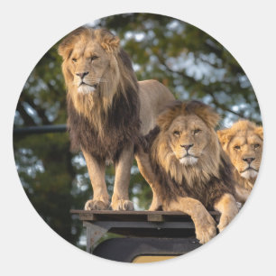 Lion à stickers