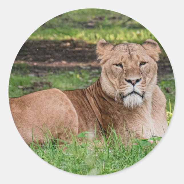 Lion à stickers (Devant)