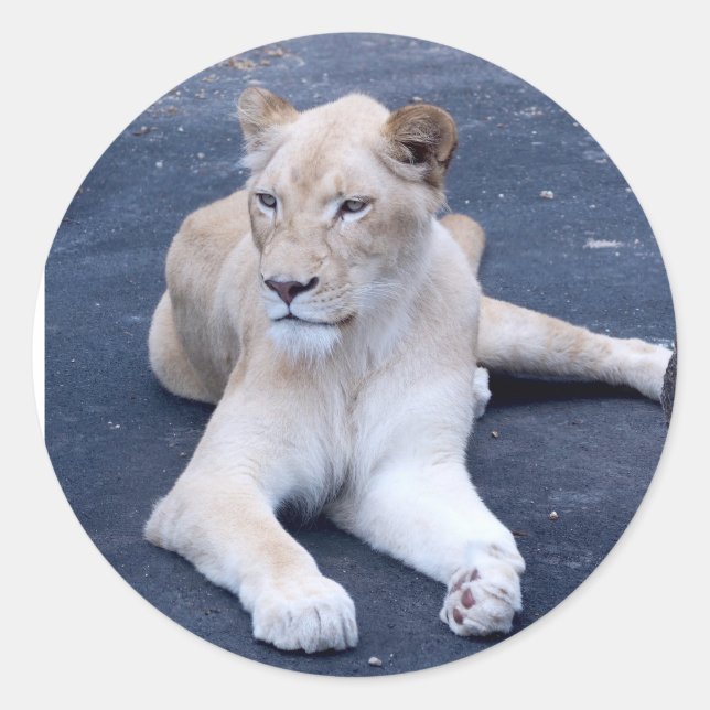 Lion à stickers (Devant)