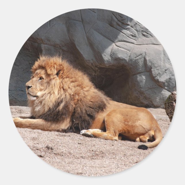 Lion à stickers (Devant)