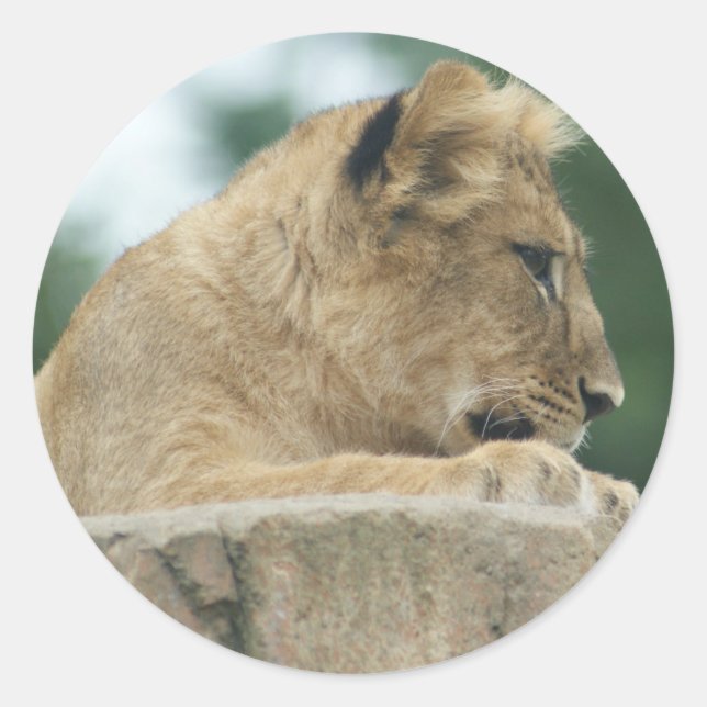 Lion à stickers (Devant)