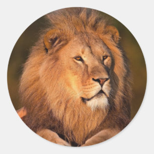 Lion à stickers