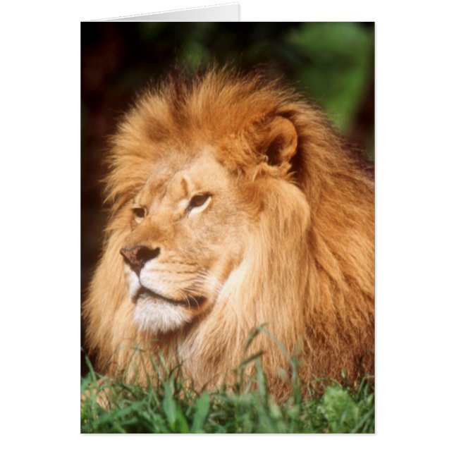 Lion adulte mâle (Devant)