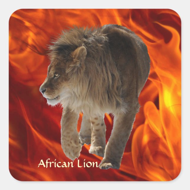 LION AFRICAIN Big 5 Big Cat Stickers photo faune (Devant)