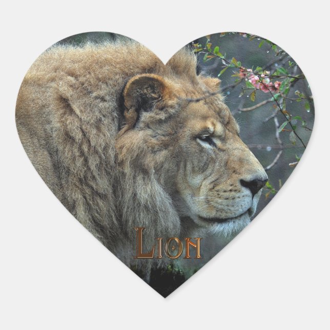 LION AFRICAIN Big Five Big Cat Wildlife Stickers (Devant)