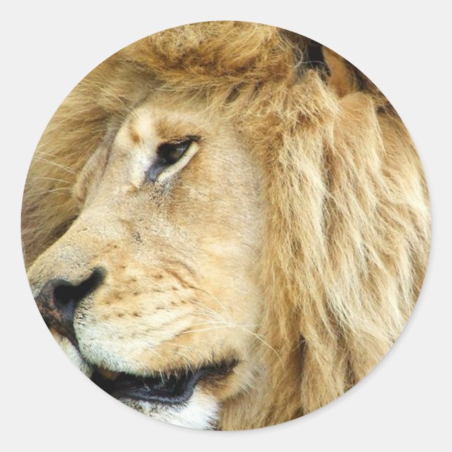 Lion avec Stickers Mane Épais (Devant)