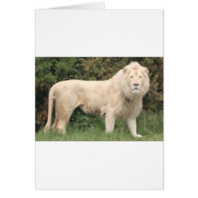 Lion blanc majestueux (Devant)