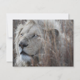 Lion blanc sud-africain proche