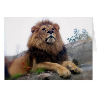 Lion - carte sauvage de chats