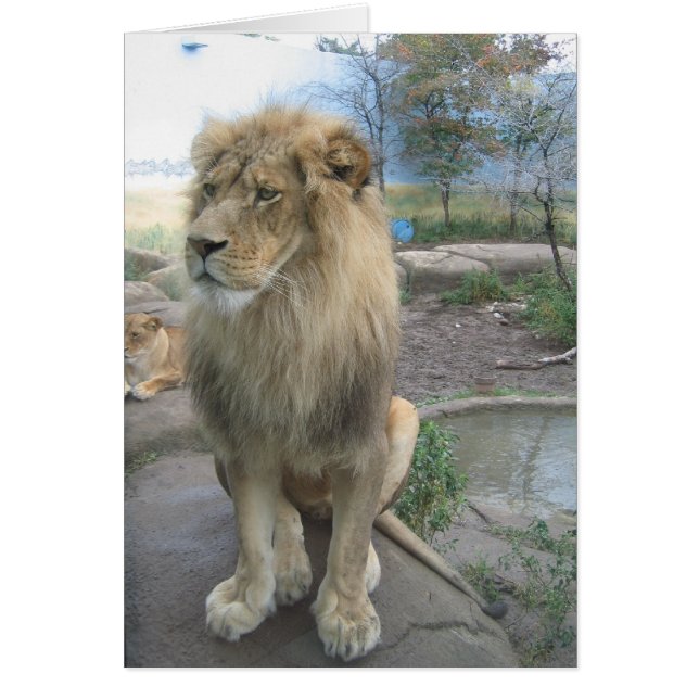 Lion cherche le déjeuner (Devant)