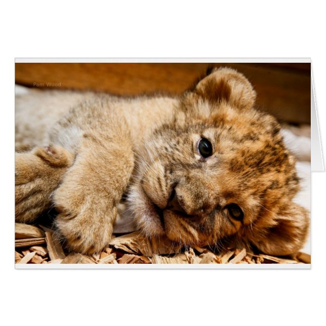 Lion Cub (Devant horizontal)