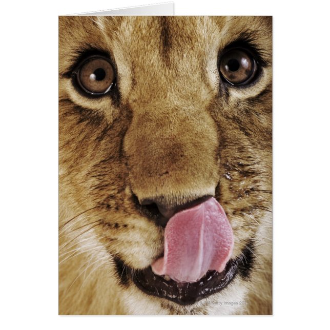 Lion cub (Panthera leo) lécher le nez, gros plan (Devant)