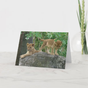 Lion Cubs sur la carte des rochers