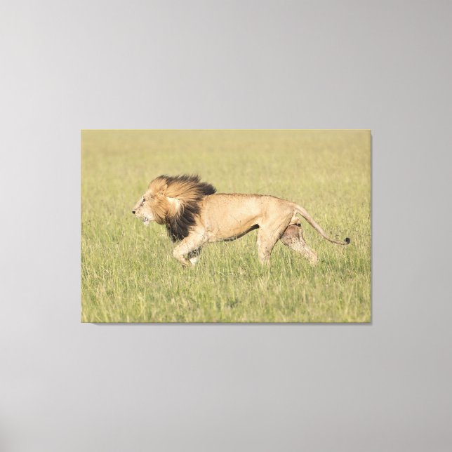 Lion d'Afrique dans la toile enveloppée de la Sava (Recto)