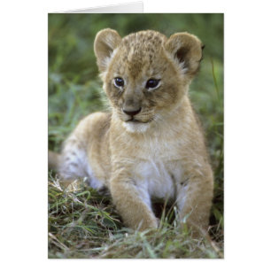 lion d'Afrique, Panthera leo), Tanzanie,