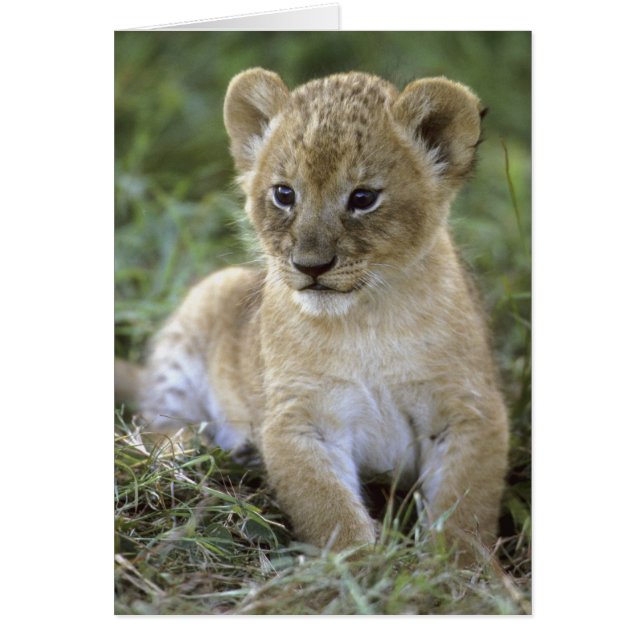 lion d'Afrique, Panthera leo), Tanzanie, (Devant)